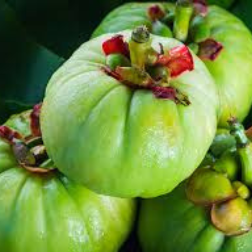 Garcinia Cambogia