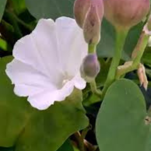 Operculina Turpethum