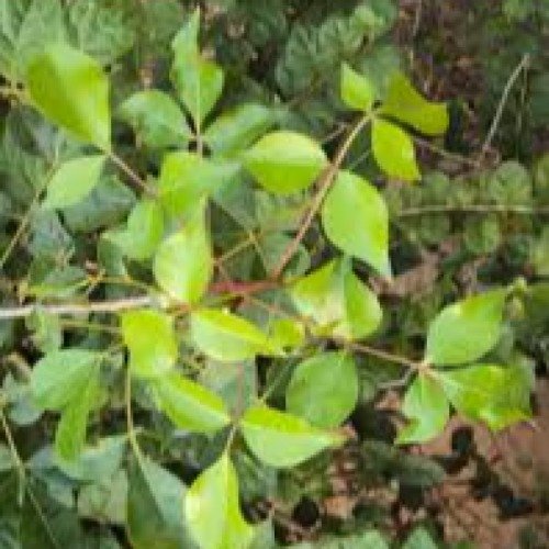 Commiphora Mukul