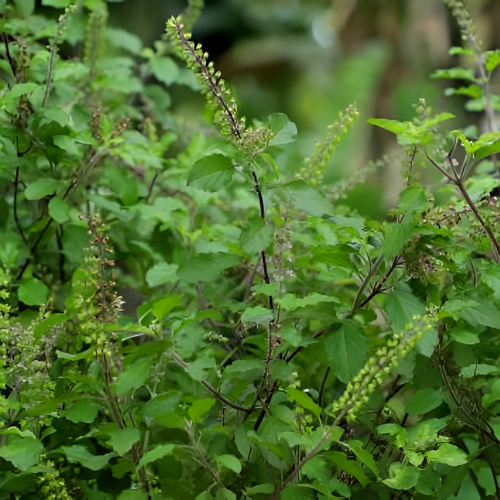 Tulsi
